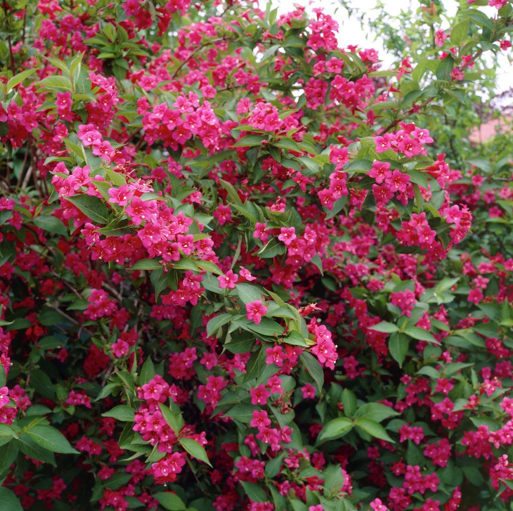 Weigela florida 'Bristol Ruby'